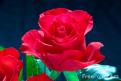 9905 01 14---A-Red-Rose web