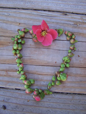 heart for an from quince buds and flower R