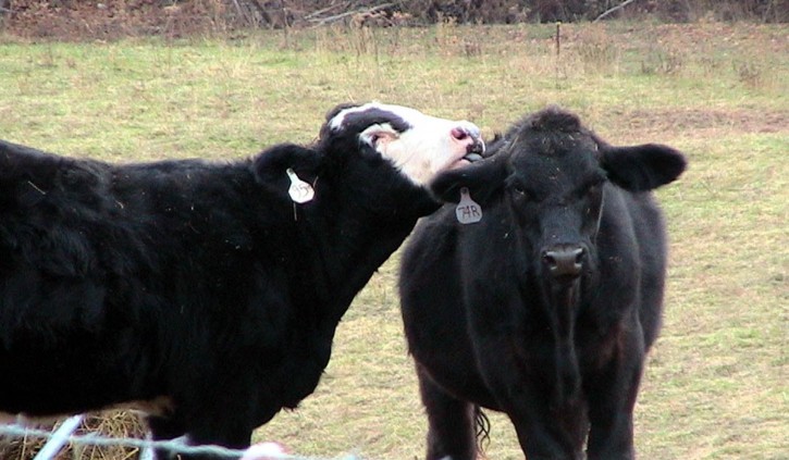 cows-love w725 h423