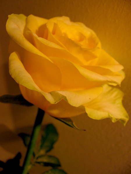 Yellow rose 3