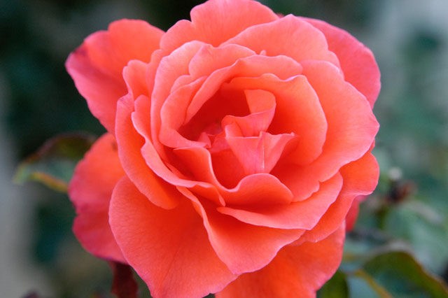 Rose Orange2 040529