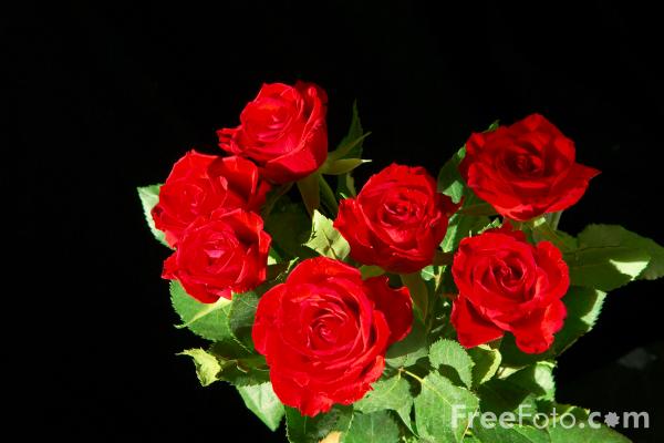 12 77 11---Red-Rose web